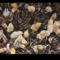 جوجه بلدرچین یک روزه