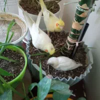 عروس هلندی نر و ماده سخنگو دستی رام، مولد