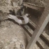 ابلاغ سرخ نر|پرنده|مشهد, کوشش|دیوار