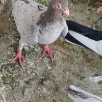 فروش کبوتر