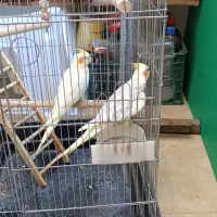 عروس هلندی دوکت پروانه