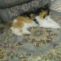 گربه خانگی،آرام و زیبا