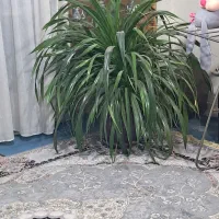 گل نسبتا بزرگ پاندانوس