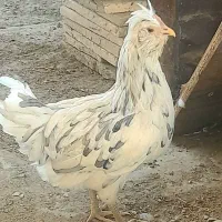 ۵ تا مرغ گلین اصل فول کیفیت مفت
