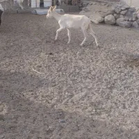 سانن اصل اصل