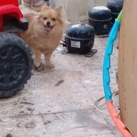 پامر عروسکی ماده