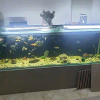 ۳عدداکواریم