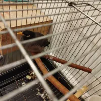 مرغ مینا نر ۸ماهه|پرنده|رشت, آب آسیاب|دیوار