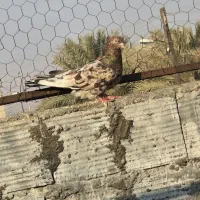 کبوتر جفت کنی|پرنده|بندرعباس, |دیوار