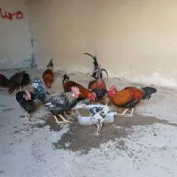 خروس عربی|حیوانات مزرعه|باوی, |دیوار