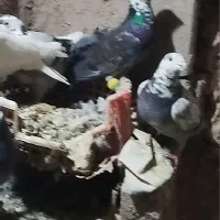 پرشی جنگنده