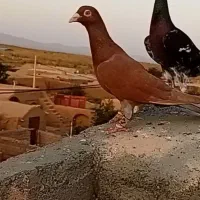 کفتر گمشده
