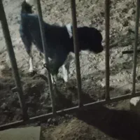 واگذاری سگ گله