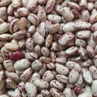 لوبیا چیتی (درجه ۱ ) ارسال به سراسر کشور