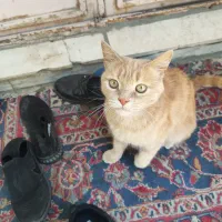 گربه