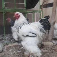 مرغ و خروس برهما