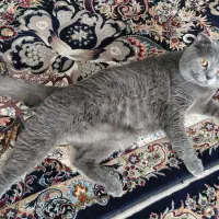 گربه خانگی اسکاتیش خالص|گربه|الوند, |دیوار