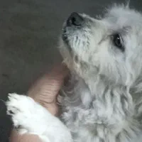 واگذاری سگ پا کوتاه