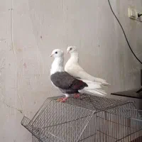 یک جفت خوشونه فروشی