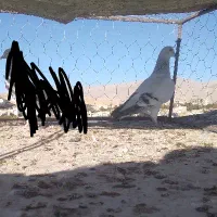 دوتا کبوتر|پرنده|اسفراین, |دیوار