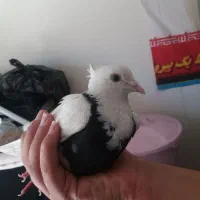 کفتر طوقی نر