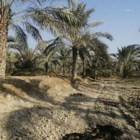 فروش نخل|گل و گیاه طبیعی|برازجان, |دیوار