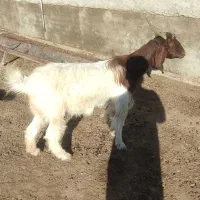 6 راس بز|حیوانات مزرعه|سیمین شهر, |دیوار