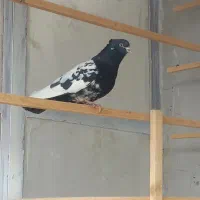 کله دم سیاه|پرنده|فرخشهر, |دیوار