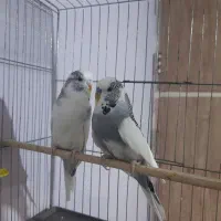 معاوضه کبوتر قناری مرغ عشق انگلیسی طوطی برزیلی|پرنده|محمدشهر, کوی بهار|دیوار