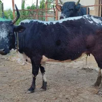گاو چالوسی 8ماه شکم