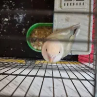 کوتوله برزیلی سفید|پرنده|مشهد, ادیب نیشابوری (شهرک غرب)|دیوار