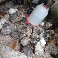 بلدرچین|پرنده|باوی, |دیوار