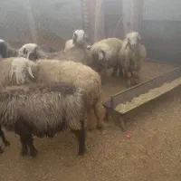 فروش ۸ راس میش داشتی