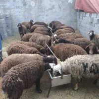 بره