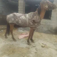 ۴ تا مادیان|اسب و تجهیزات اسب‌سواری|مینودشت, |دیوار