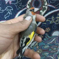 سهره کرمونی نر|پرنده|شیراز, کوشک میدان|دیوار