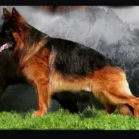 فروش تولههای ژرمن شپرد اصیل|سگ|تهران, شهرک آزمایش|دیوار