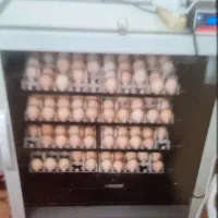 دستگاه جوجه کشی تمام اتومات ققنوس|ماشینآلات صنعتی|ملایر, |دیوار