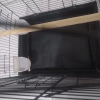 قفس برای طوطی|لوازم جانبی حیوانات|سنندج, |دیوار