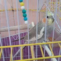 عروس هلندی با قفس|پرنده|میانه, |دیوار