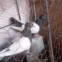 جفت سینه سیا|پرنده|کرمان, |دیوار