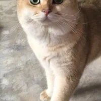 فروش گربه ی نر نژاد NY11