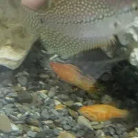 ماهی اکواریومی قیمت مناسب|ماهی|زاهدان, |دیوار