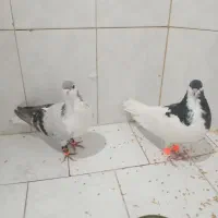 کفتر جفتگاه