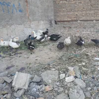 اردک محلی بزرگ|حیوانات مزرعه|رباطکریم, رباطکریم|دیوار