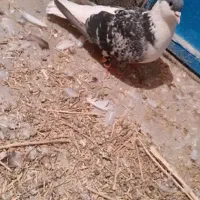کفتر ماده