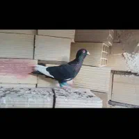 قارا سیاه|پرنده|الوند, |دیوار