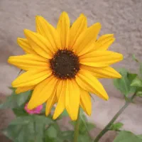 عاشق گل وگیاهی حتما بخون