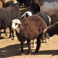 قوچ قزل افشار|حیوانات مزرعه|شیدا, |دیوار