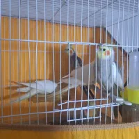 نروماده طوطی عروس